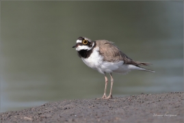 <p>KULÍK ŘÍČNÍ (Charadrius dubius) Varnsdorf ---- /Little ringed plover - Flussregenpfeifer/</p>